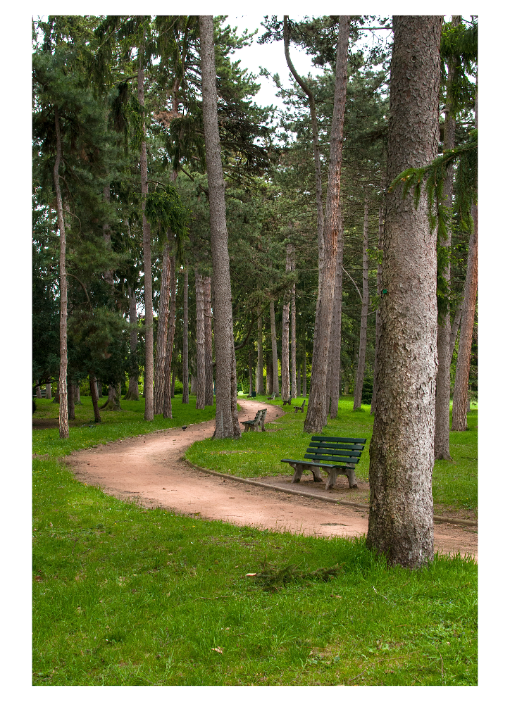 sous bois